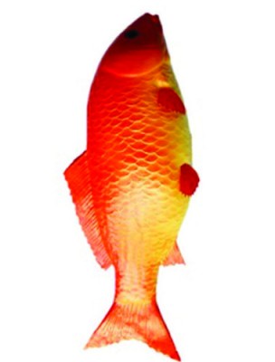 Cá đỏ (silicon)